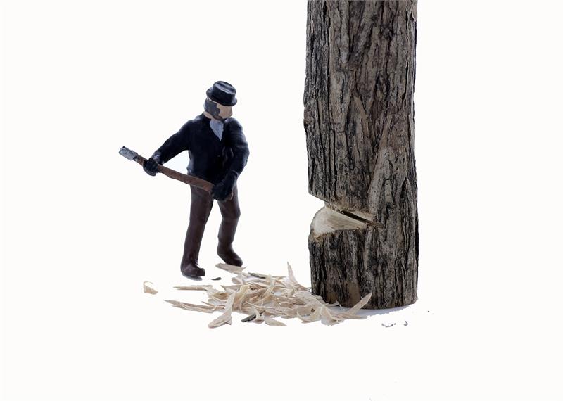 tree removal orleans ontario